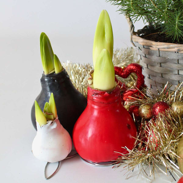 Amaryllis - hippeastrum 'Wax Black' - Flower Bulb - Red
