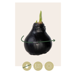 Amaryllis - hippeastrum 'Wax Black' - Flower Bulb - Red