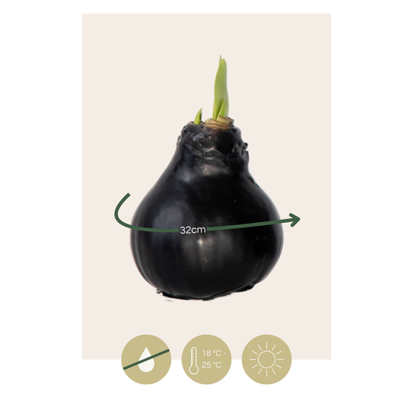 Amaryllis - hippeastrum 'Wax Black' - Flower Bulb - Red