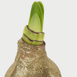 Amaryllis - 3 pcs. - Hippeastrum 'Glitter Mix' - Flower Bulb - Red