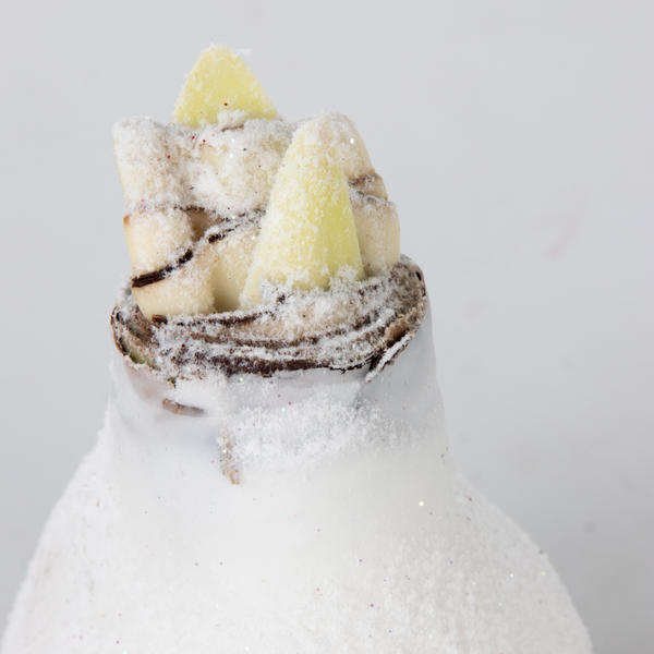 Amaryllis - Hippeastrum 'Wax Snow Mix' - Flower Bulb - Red