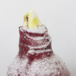 Amaryllis - Hippeastrum 'Wax Snow Red' - Flower Bulb - Red