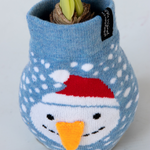 Amaryllis - 3 pcs. - Hippeastrum 'Xmas Sweater Mix' - Flower Bulb - Red