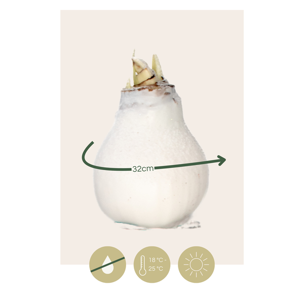 Amaryllis - Hippeastrum 'Wax Snow White' - Flower Bulb - Red