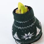 Amaryllis - 3 pcs. - Hippeastrum 'Christmas Sweater' - Flower Bulb - Red